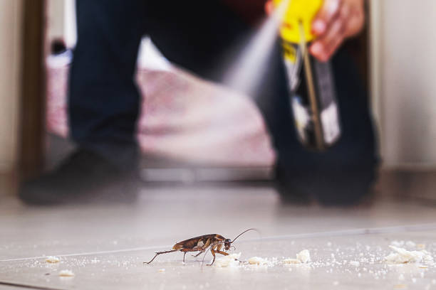 Wasp Removal Services in Myrtle Point, OR